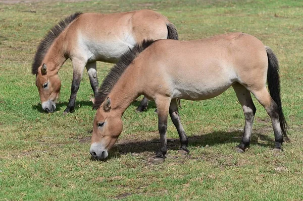 Δύο Μογγολικά Άλογα Βόσκουν Πράσινο Γρασίδι — Φωτογραφία Αρχείου