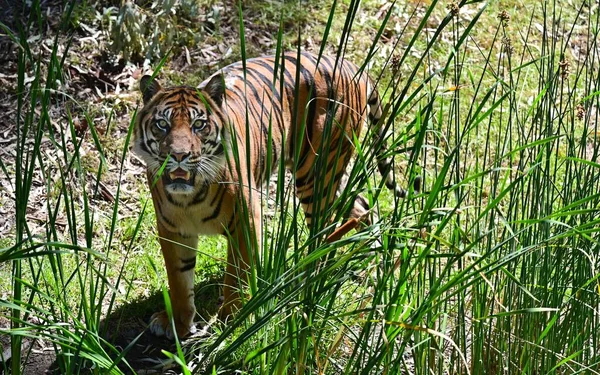 Gran Tigre Sumatra Macho Buscando Una Presa Mirando Cámara —  Fotos de Stock