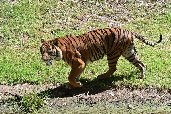 Full Lenght Side View Large Male Sumatran Tiger Looking Prey — Stock Photo, Image