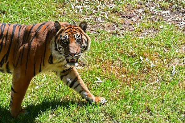 Porträt Eines Großen Männlichen Sumatra Tigers Der Die Kamera Blickt — Stockfoto
