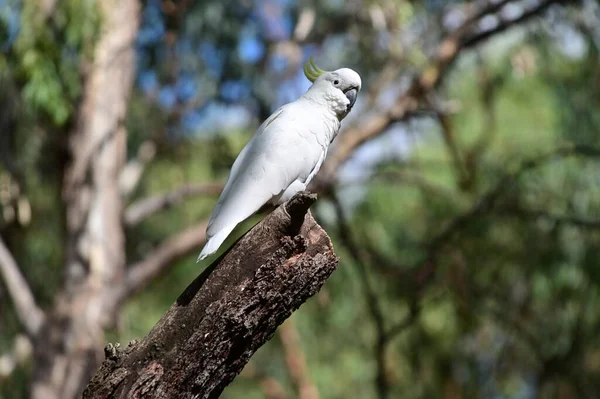 澳大利亚新南威尔士州一个森林里的一个树枝上 有一只黄色的硫磺含量较低的鹦鹉 Cacatua Sulurea — 图库照片