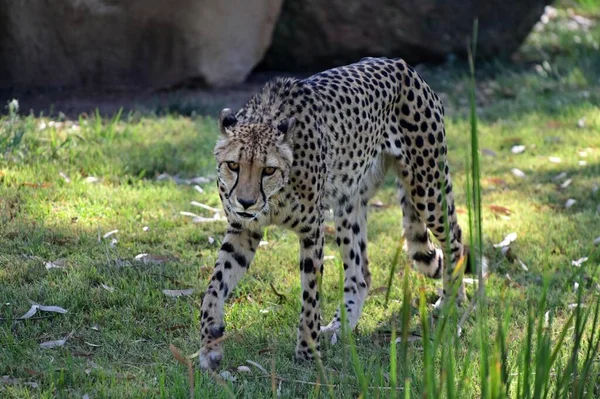 Acinonyx Jubatus はアフリカや南西部アジアに生息する大型ネコで 獲物を狙う — ストック写真