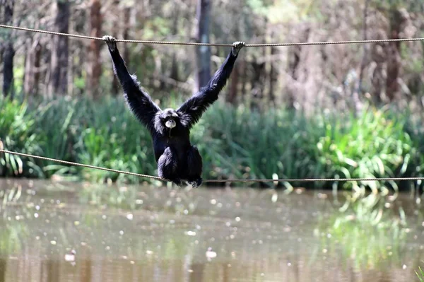 Siamang Symphalangus Syndactylus Arborealna Czarno Futrzasta Małpa Gibbonowa Pochodząca Lasów — Zdjęcie stockowe