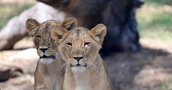 Two cute lion (Panthera leo) cubes looking at camera