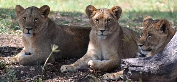 Tres Lindos Cubos León Panthera Leo Relajándose Juntos — Foto de Stock