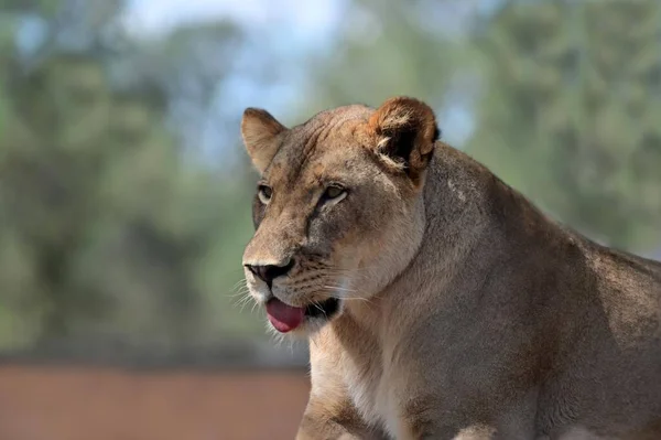 Lionne Lion Femelle Panthera Leo Portrait — Photo