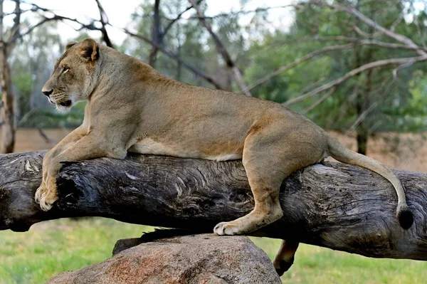 Female Lion Lioness Panthera Leo Relaxed Tree Log — Stock Photo, Image