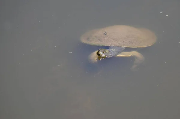 Oostelijke Langhalsschildpad Chelodina Longicollis Slangenhalsschildpad Water — Stockfoto