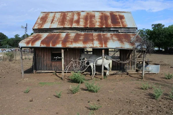 Белая Лошадь Заброшенном Фермерском Доме Глубинке Нового Южного Уэльса Австралия — стоковое фото