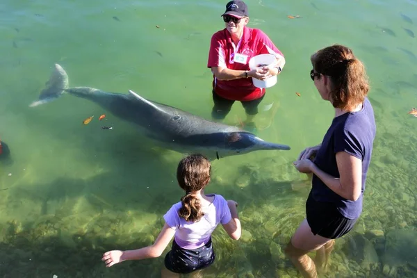 Tin Can Bay 2023年4月17日 澳大利亚家庭在澳大利亚昆士兰州Snapper Creek喂座头海豚 被视为濒危物种 容易受到生境丧失和水污染的影响 — 图库照片