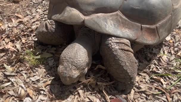 Große Galapagos Riesenschildkröte Chelonoidis Niger Blickt Die Kamera — Stockvideo