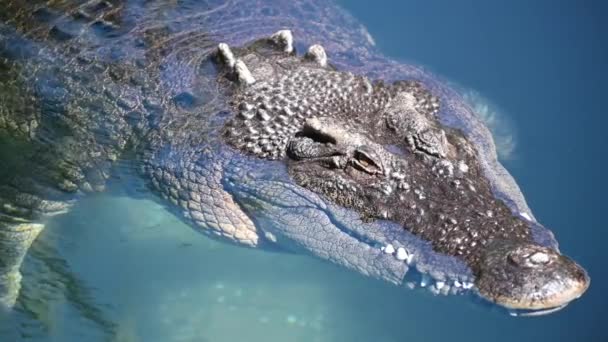 Agresywny Samiec Krokodyla Słonowodnego Crocodylus Porosus Wypływa Wody Australii Krokodyl — Wideo stockowe