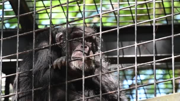 Trieste Chimpansee Een Metalen Kooi Portret — Stockvideo