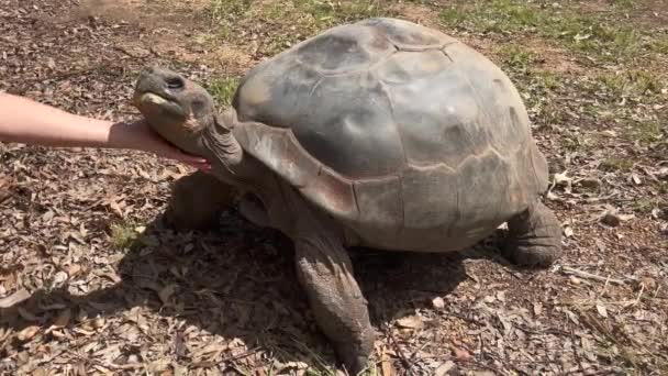 Persona Acariciando Tortuga Gigante Galápagos Hembra Grande Chelonoidis Niger — Vídeos de Stock
