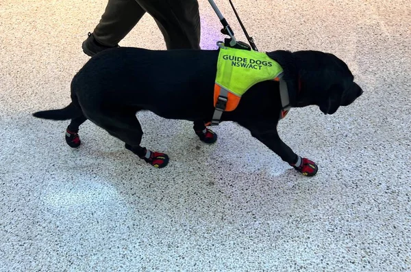 Tamworth Nsw Mar 2023 Blacklabrador Guided Dog Leash Walk Person Stock Picture