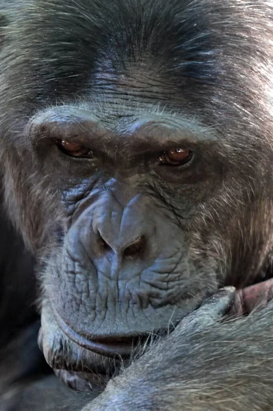 Triste Chimpanzé Pan Troglodytes Grand Singe Portrait — Photo