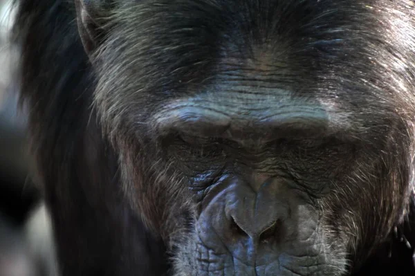 Triste Chimpanzé Pan Troglodytes Grand Singe Portrait — Photo