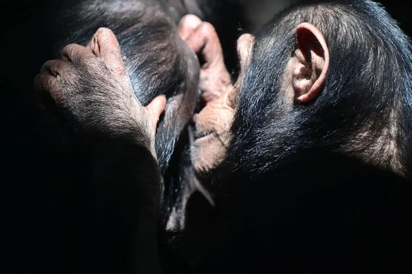 女性チンパンジー Pan Troglodytes 身づくろい男性チンパンジー素晴らしい猿 — ストック写真