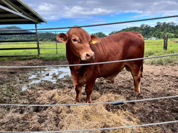 Ausztrál Marha Mén Egy Farmon Queensland Ausztrália — Stock Fotó