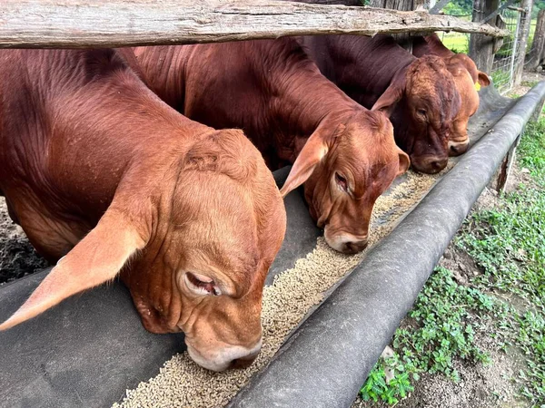 Группа Австралийского Говяжьего Скота Ест Ферме Квинсленде Австралия — стоковое фото