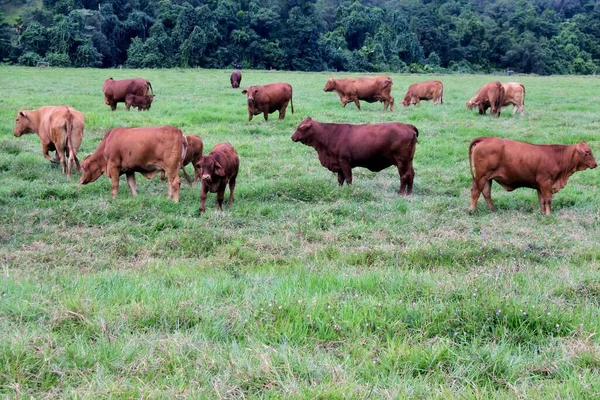 オーストラリアの牛の大規模なグループは オーストラリアのクイーンズランド州の農場で草を食べる — ストック写真