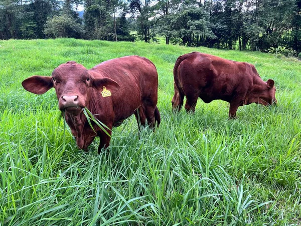 Bovinos Australianos Comem Grama Uma Fazenda Queensland Austrália — Fotografia de Stock