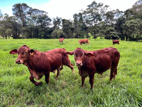 オーストラリアの牛の大規模なグループは オーストラリアのクイーンズランド州の農場で草を食べる — ストック写真
