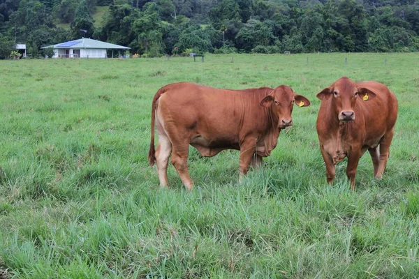 澳大利亚昆士兰州一个农场的牛吃草 — 图库照片