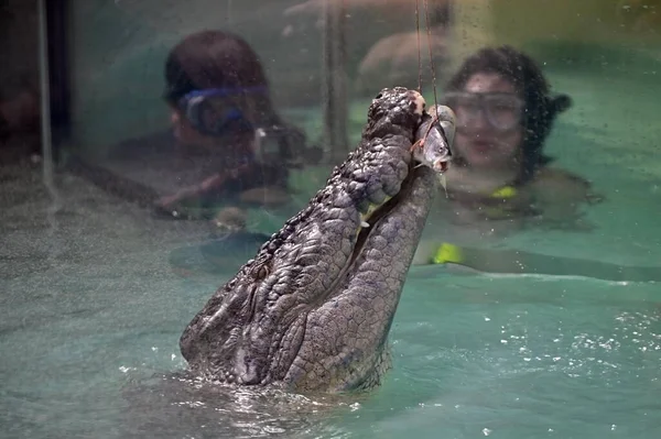 Port Douglas Qld Junho 2023 Turistas Nadando Com Crocodilo Água — Fotografia de Stock