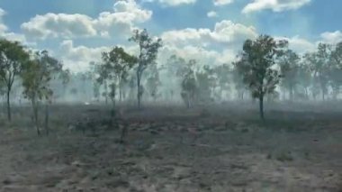 Okaliptüs ağaçlarının büyük orman yangını Cape York yarımadasındaki Queensland, Avustralya.