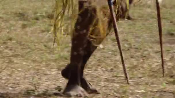 Laura Qld Červen 2023 Aboriginal People Ceremonial Dance Laura Quinkan — Stock video
