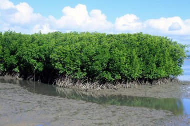 Mangrove, Endeavour Nehri 'nde yetişir. Mangrovlar binlerce türe yaşam alanı sağlar, kıyıları dengeler, erozyonu önler ve karayı ve insanları dalgalardan korur..