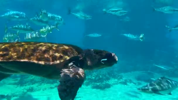 Şahin Gagalı Deniz Kaplumbağası Mercan Resifinde Suyun Altında Yüzer — Stok video