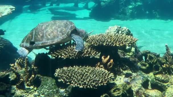 Tartaruga Marinha Hawksbill Nadar Debaixo Água Recifes Corais — Vídeo de Stock