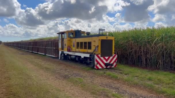 澳大利亚昆士兰州很长的甘蔗种植园铁路 蔗糖是澳大利亚第二大出口作物 年收入近20亿美元 — 图库视频影像