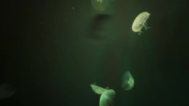 Su tankında dans eden renkli denizanası..