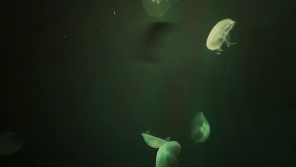 Coloridas Medusas Bailando Bajo Agua Tanque Agua — Vídeos de Stock