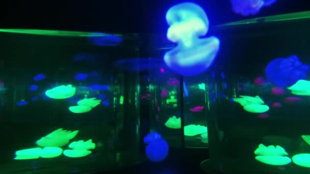 Muchas Medusas Coloridas Bailando Tanques Agua Bajo Agua — Vídeos de Stock