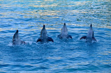 Altın Kıyı, QLD - OCT 10 2023: Şişeburunlu Yunuslar (Tursiops truncatus) grubu sudan atlıyor. Şişe burunlu yunuslar saatte 30 km hıza ulaşabilir ve yüzeyin 250 metre altına dalabilirler..