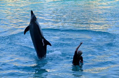 Gold Coast, QLD - OCT 10 2023: Sea World Gold Coast Australia 'da bir yunusu eğiten Deniz Memeli Eğiticisi. Antrenörlük görevi hayvanı sağlıklı ve mutlu tutmak için zihinsel ve fiziksel egzersiz yapmaktır..