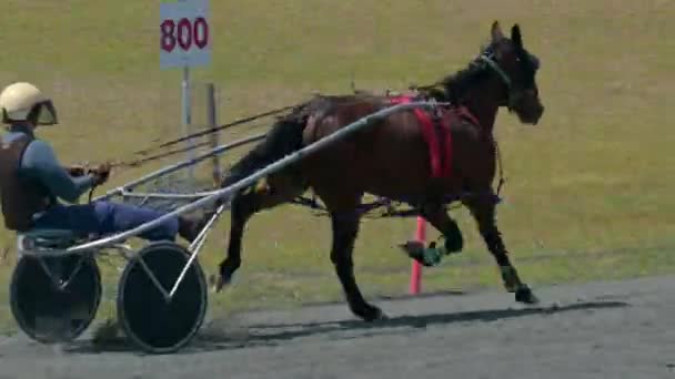 Brisbane Nov 2023 Sele Racing Utbildning Australien Genomförs Med Standardavelshästar — Stockvideo