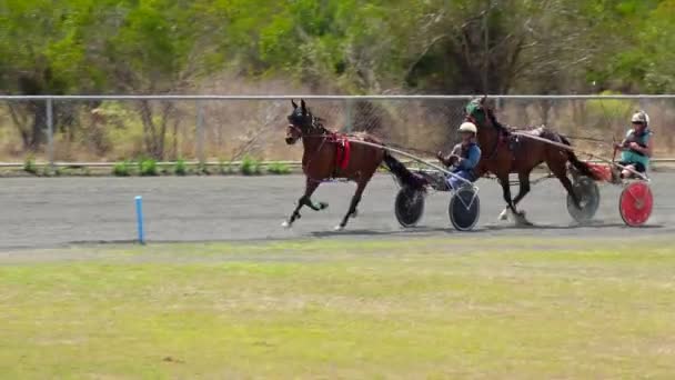 Brisbane Nov 2023 ヘルネスレーシングトレーニング オーストラリアでは 2輪のカートでドライバーを引っ張っている間 反時計回りにコースの周りをレーススタンダードブレッドの馬で行われます — ストック動画