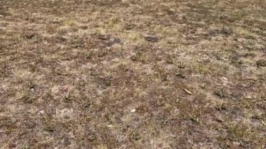 GLEN INNES, NSW - OCT 31 2023: Avustralya 'da Glen Innes New South Wales, Avustralya' daki Washpool Ulusal Parkı 'nda listelenen büyük monolit ve dünya mirası olan Avustralya Ayaklı Taşları,. 