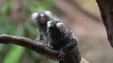 Güney Amerika ormanlarında ağaç dalında iki ortak marmoset 