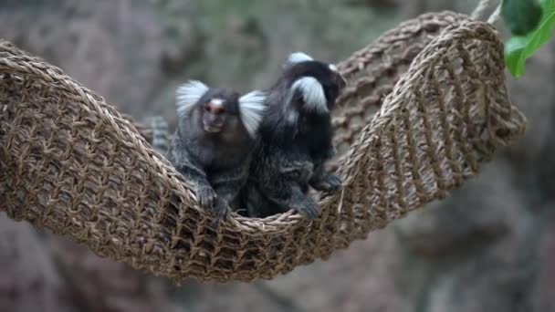 Two Cute Common Marmoset Resting Together Hammock Looking Away — Stock Video