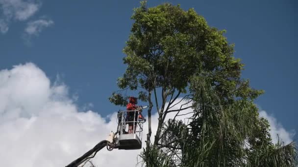 Brisbane Feb 2023 Arborists Κοπής Κλαδιού Δέντρου Αλυσοπρίονο Ανυψωτικό Φορτηγό — Αρχείο Βίντεο