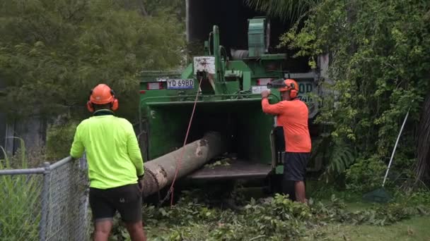 Brisbane Feb 2023 Arboristas Colocando Tronco Árbol Través Astilladora Madera — Vídeo de stock