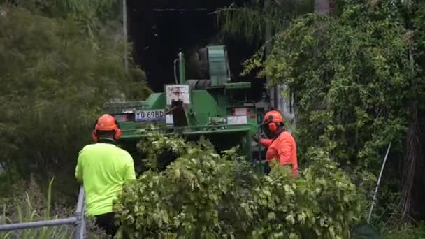 Brisbane Feb 2023 Arboristas Colocando Galhos Árvores Através Picador Madeira — Vídeo de Stock
