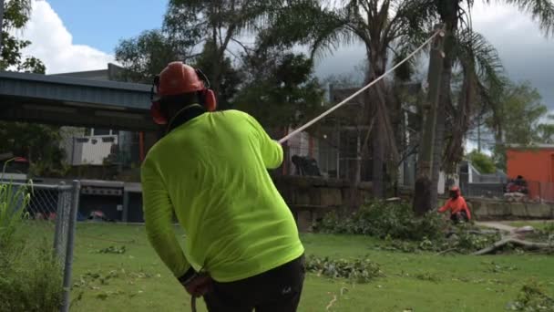 Brisbane Feb 2023 弓箭手推倒大树干 弓箭手是受过专门训练和认证的护树专业人员 为树木提供专业护理 — 图库视频影像