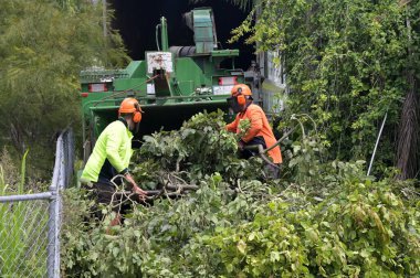 BRISBANE - 27 Şubat 2023: Ağaççılar ağaç dallarını Mulcher yonga makinesine sokuyor. Ağaççılar ağaçlara özel bakım ve sertifika sağlamak üzere eğitilmiş ve lisanslı bir ağaç bakım uzmanıdır..